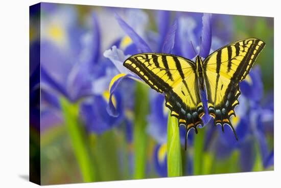 Two-Tailed Swallowtail Butterfly-Darrell Gulin-Premier Image Canvas
