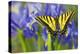 Two-Tailed Swallowtail Butterfly-Darrell Gulin-Premier Image Canvas