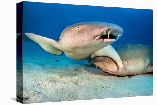 two tawny nurse sharks on seabed at dusk, maldives-alex mustard-Premier Image Canvas