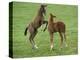 Two Thoroughbred Colt Foals, Playing, Virgina-Carol Walker-Premier Image Canvas