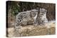 Two, three month Snow leopard cubs siting, France. Captive-Eric Baccega-Premier Image Canvas