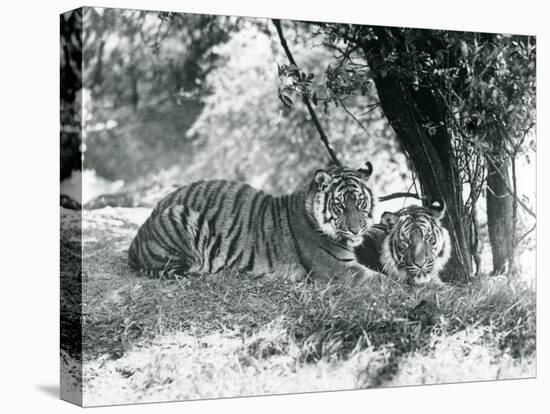 Two Tigers Resting under a Small Tree in their New Enclosure at Whipsnade, May 1934-Frederick William Bond-Premier Image Canvas