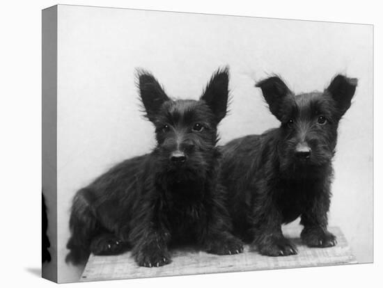 Two Timid Looking Black Scottie Puppies-Thomas Fall-Premier Image Canvas