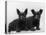 Two Timid Looking Black Scottie Puppies-Thomas Fall-Premier Image Canvas