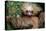 Two-Toed Sloth (Choloepus Didactylus), Tortuguero, Costa Rica-null-Stretched Canvas