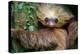 Two-Toed Sloth (Choloepus Didactylus), Tortuguero, Costa Rica-null-Stretched Canvas