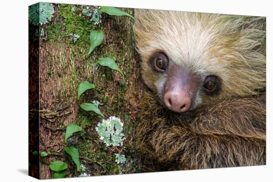 Two-Toed Sloth (Choloepus didactylus), Tortuguero, Costa Rica-null-Premier Image Canvas