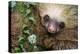 Two-Toed Sloth (Choloepus didactylus), Tortuguero, Costa Rica-null-Premier Image Canvas