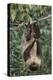 Two-Toed Tree Sloth Hanging from Tree-DLILLC-Premier Image Canvas