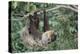 Two-Toed Tree Sloth Hanging from Tree-DLILLC-Premier Image Canvas