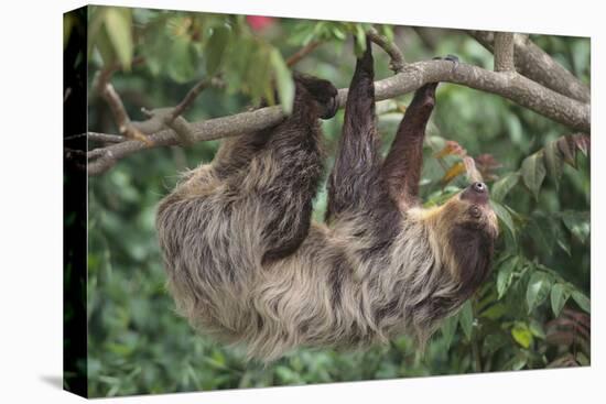 Two-Toed Tree Sloth Hanging from Tree-DLILLC-Premier Image Canvas