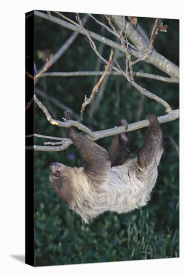 Two-Toed Tree Sloth Hanging from Tree-DLILLC-Premier Image Canvas