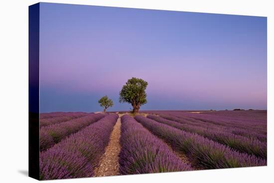 Two trees at the end of a lavender field at dusk, Plateau de Valensole, Provence, France-Francesco Fanti-Premier Image Canvas