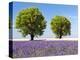 Two Trees in a Lavender Field, Provence, France-Nadia Isakova-Premier Image Canvas