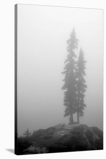 Two Trees on Mount Washington-Shane Settle-Stretched Canvas