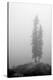 Two Trees on Mount Washington-Shane Settle-Stretched Canvas