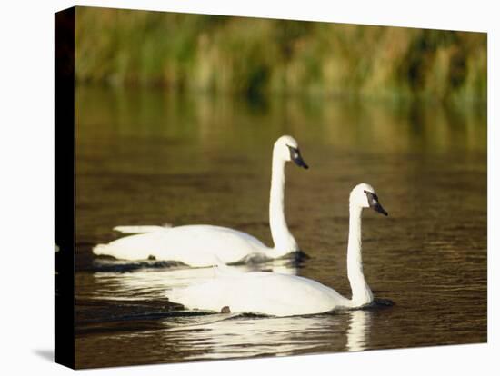 Two Trumpeter Swans, Yellowstone National Park, WY-Elizabeth DeLaney-Premier Image Canvas