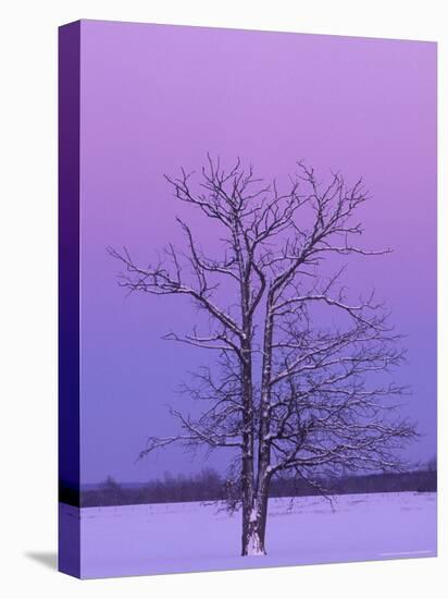 Two Trunked Tree at Sunrise, Chippewa County, Michigan, USA-Claudia Adams-Premier Image Canvas