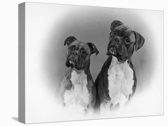 Two Unidentified Boxer Heads Slightly Tilted-Thomas Fall-Premier Image Canvas
