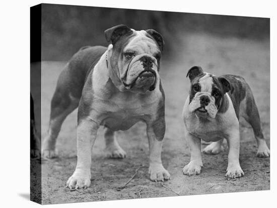 Two Unnamed Bulldogs Stand Together Owned by Green-Thomas Fall-Premier Image Canvas
