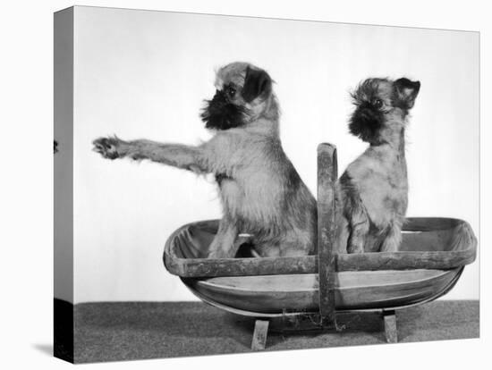 Two Unnamed Griffons Owned by Scholfield Sitting in a Trug-Thomas Fall-Premier Image Canvas