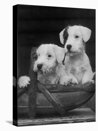 Two Unnamed Sealyhams Sitting in a Trug-Thomas Fall-Premier Image Canvas