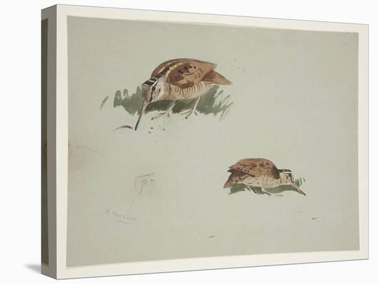 Two Vignettes of Woodcock, C.1915 (W/C & Bodycolour over Pencil on Paper)-Archibald Thorburn-Premier Image Canvas