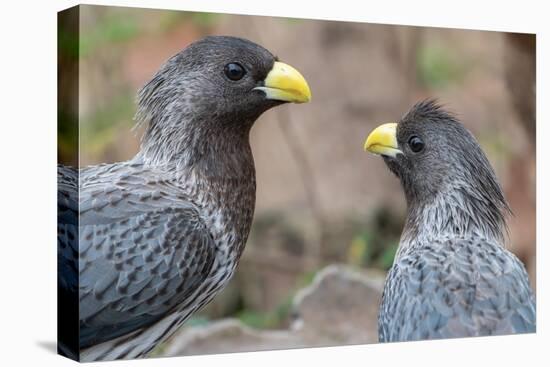 Two Western grey plantain-eaters, The Gambia-Bernard Castelein-Premier Image Canvas