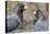 Two Western grey plantain-eaters, The Gambia-Bernard Castelein-Premier Image Canvas