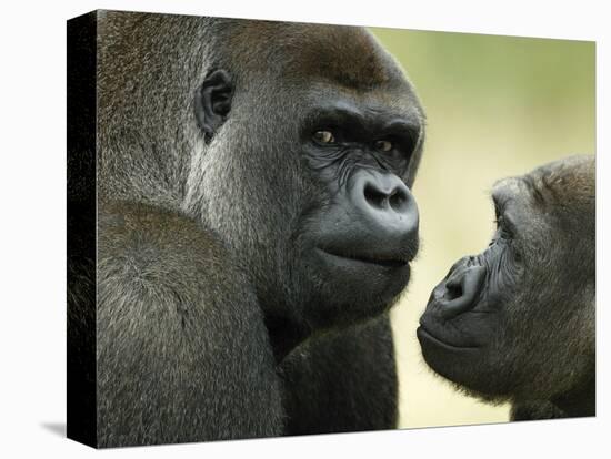 Two Western Lowland Gorillas Face to Face, UK-T.j. Rich-Premier Image Canvas