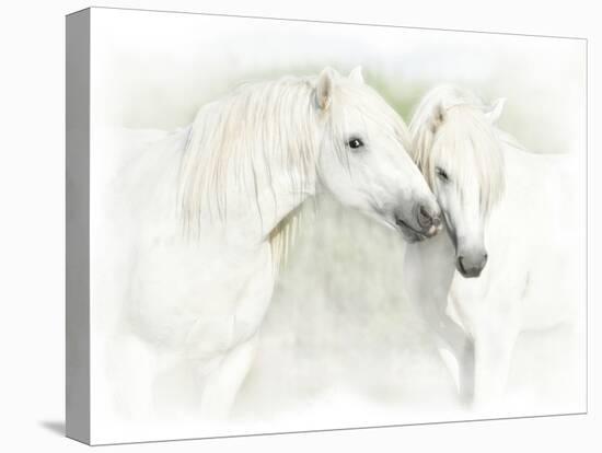 Two White Horses of Camargue, French, Nuzzling-Sheila Haddad-Premier Image Canvas