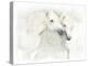 Two White Horses of Camargue, French, Nuzzling-Sheila Haddad-Premier Image Canvas