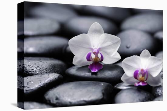 Two White Orchid with Therapy Stones-crystalfoto-Premier Image Canvas