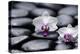 Two White Orchid with Therapy Stones-crystalfoto-Premier Image Canvas