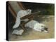 Two White Persian Cats with a Ladybird by a Deckchair, 19th Century-Arthur Heyer-Premier Image Canvas