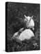 Two White Rabbits Nestled in Grass, at White Horse Ranch-William C^ Shrout-Premier Image Canvas