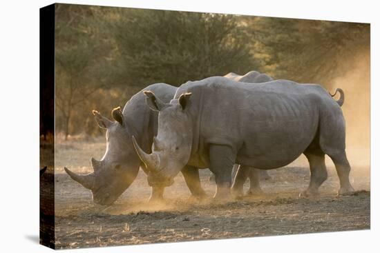 Two white rhinoceroses (Ceratotherium simum) walking in the dust at sunset, Botswana, Africa-Sergio Pitamitz-Premier Image Canvas