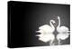 Two White Swans On Black Background-frenta-Stretched Canvas