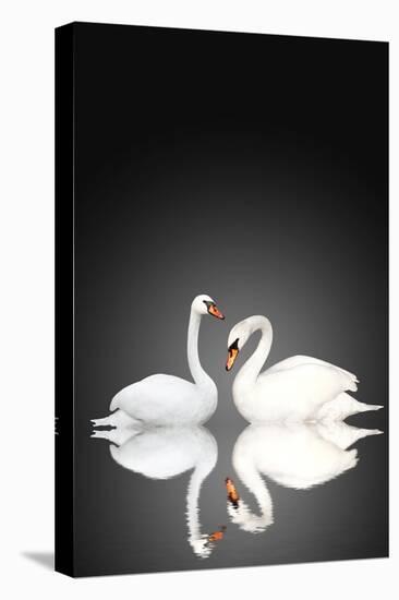 Two White Swans On Black Background-frenta-Stretched Canvas