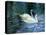 Two White Swans On Lake-balaikin2009-Stretched Canvas