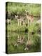 Two Whitetail Deer Fawns with Reflection, in Captivity, Sandstone, Minnesota, USA-James Hager-Premier Image Canvas