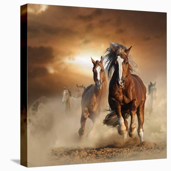 Two Wild Chestnut Horses Running Together in Dust, Front View-mariait-Stretched Canvas