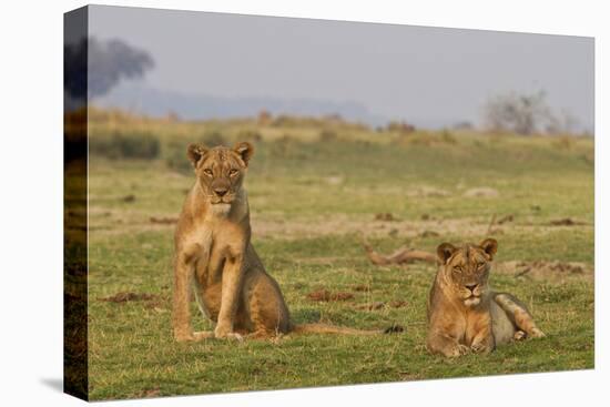 Two Wild Female Lions Sitting On The Plains, Stare, And Make Eye Contact With The Camera. Zimbabwe-Karine Aigner-Premier Image Canvas