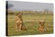 Two Wild Female Lions Sitting On The Plains, Stare, And Make Eye Contact With The Camera. Zimbabwe-Karine Aigner-Premier Image Canvas