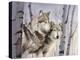 Two Wolves in the Birches-Rusty Frentner-Premier Image Canvas