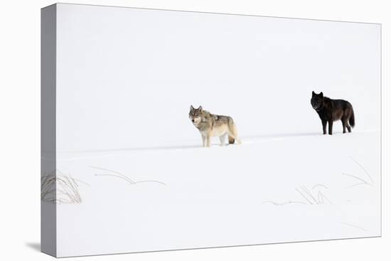 Two Wolves standing in deep winter snow, USA-Danny Green-Premier Image Canvas