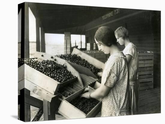 Two Women Packing Cherries (June 22, 1928)-Ashael Curtis-Premier Image Canvas