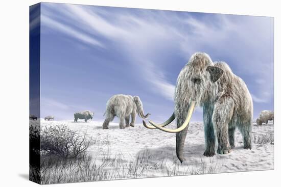 Two Woolly Mammoths in a Snow Covered Field with a Few Bison-null-Stretched Canvas