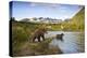 Two Year Old Grizzly Bears on Riverbank at Kinak Bay-Paul Souders-Premier Image Canvas