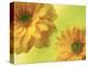 Two Yellow Chrysanthemums-Michelle Garrett-Premier Image Canvas